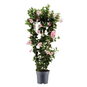 Dipladenia Sundaville Cream Pink op rek p21 (PT)