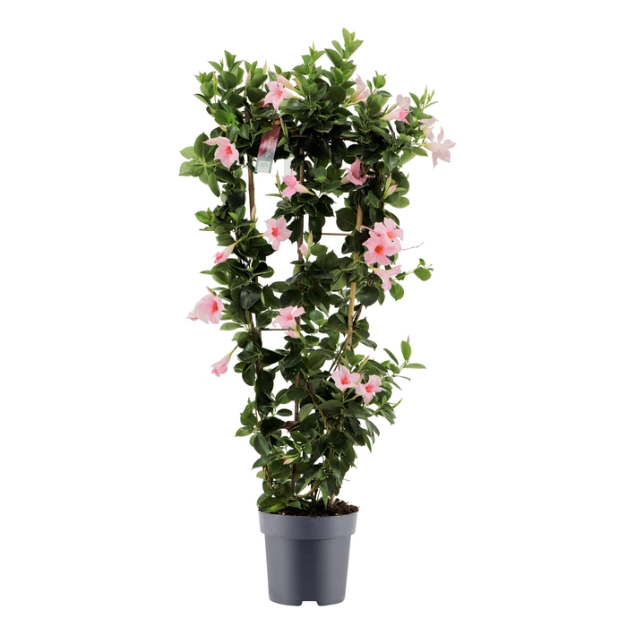 <h4>Dipladenia Sundaville Cream Pink op rek p21 (PT)</h4>