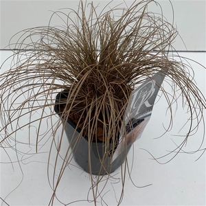 Graminées Carex 'Bronze Form'