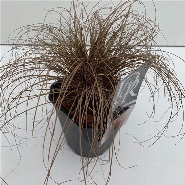 <h4>Graminées Carex 'Bronze Form'</h4>