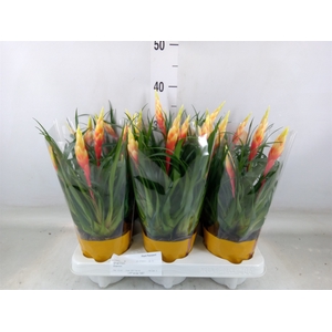 Vriesea  'Shannon'