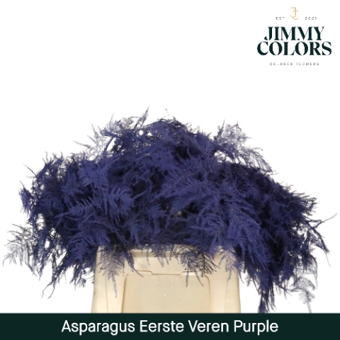 Asparagus 1ste Purple