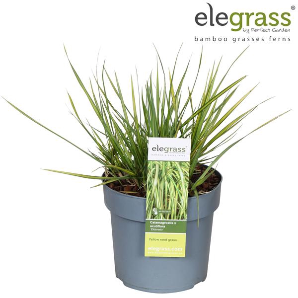 Calamagrostis x acutifl. Eldorado P19