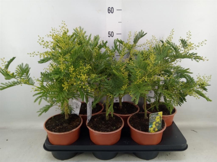 <h4>Mimosa pudica</h4>