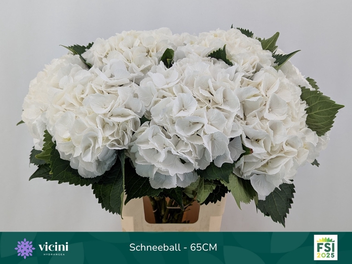 <h4>HYDR M SCHNEEBALL</h4>