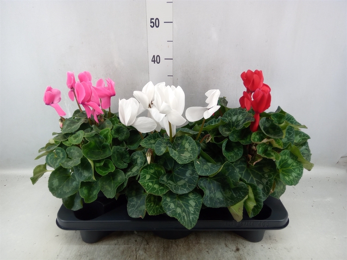 Cyclamen GR 'Mammoth'