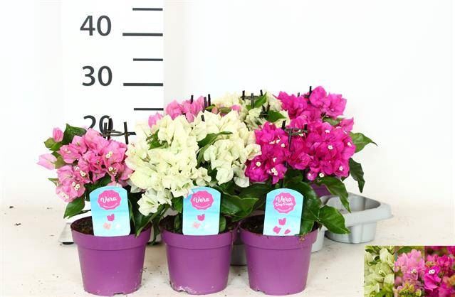 <h4>Bougainvillea   ...</h4>