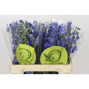 Delph En Belladonna Volkerfrieden Oriental Blue