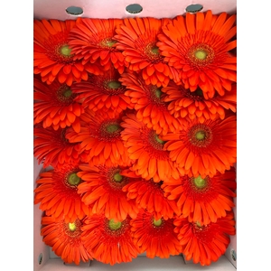 Gerbera Gr Orange