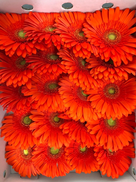 <h4>Gerbera Gr Orange</h4>