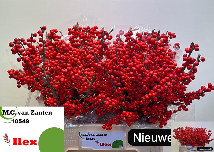 <h4>ILEX VE RODE BES</h4>