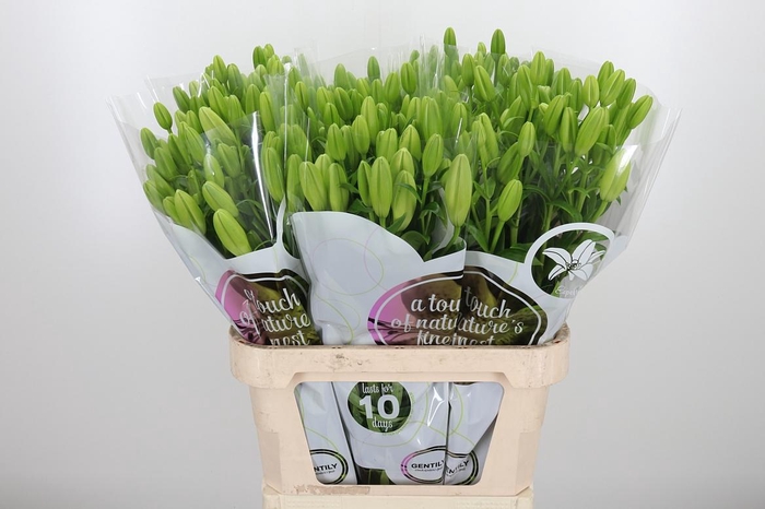 <h4>Li La Scansano</h4>