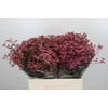 Limonium China Red