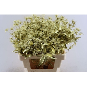 Clematis Kibo Kbh Gl Gold