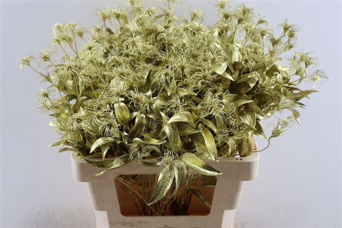 <h4>Clematis Kibo Kbh Gl Gold</h4>