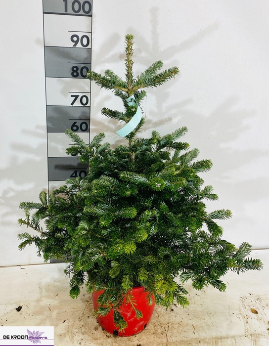 <h4>ABIES KOREANA</h4>