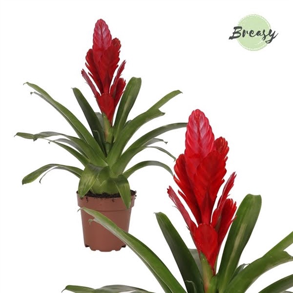 <h4>Vriesea Intenso Red</h4>