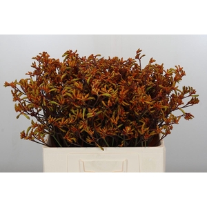 Anigozanthos Bush Sunset