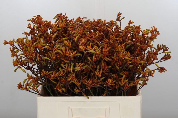 <h4>Anigozanthos Bush Sunset</h4>