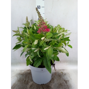 Buddleja davidii 'Butterf CL Ruby'