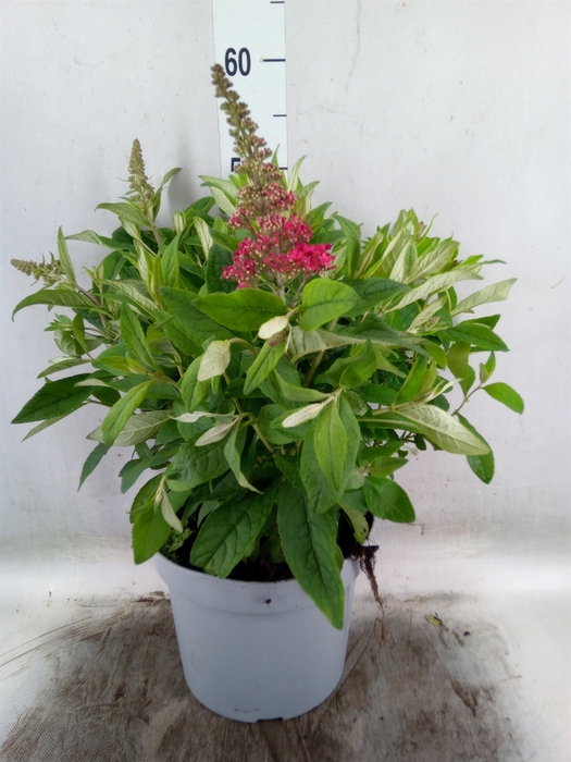 <h4>Buddleja davidii 'Butterf CL Ruby'</h4>