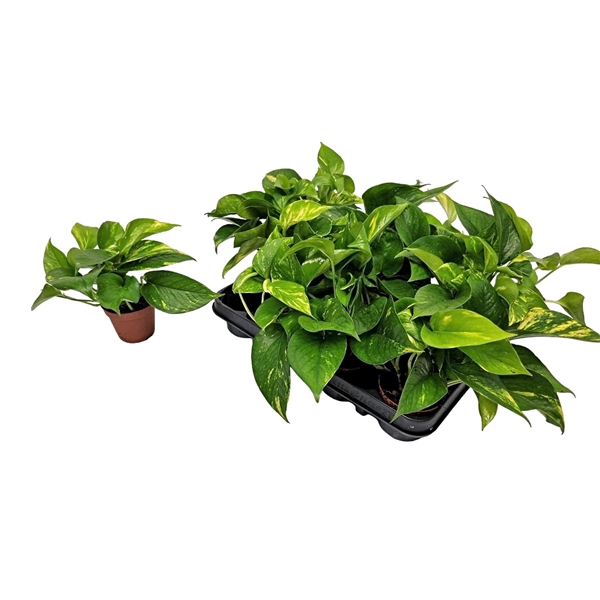 <h4>Epipremnum Pinnatum 'aureum'</h4>