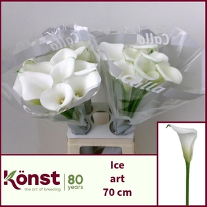 ZANT ICE ART