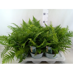 Dryopteris affinis
