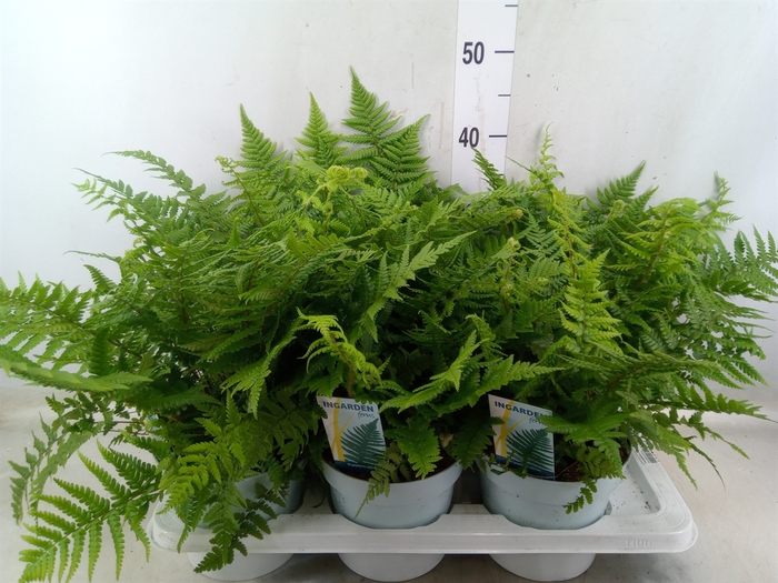 <h4>Dryopteris affinis</h4>
