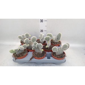 Opuntia microdasys 'Albispina'