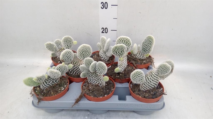 <h4>Opuntia microdasys 'Albispina'</h4>