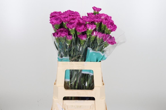 <h4>Di St Frenesi</h4>