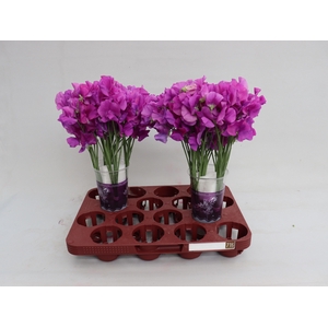 LATHYR WI SUNS MAUVE