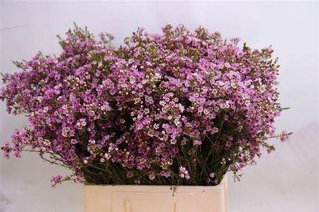 <h4>Chame Painted Lad</h4>