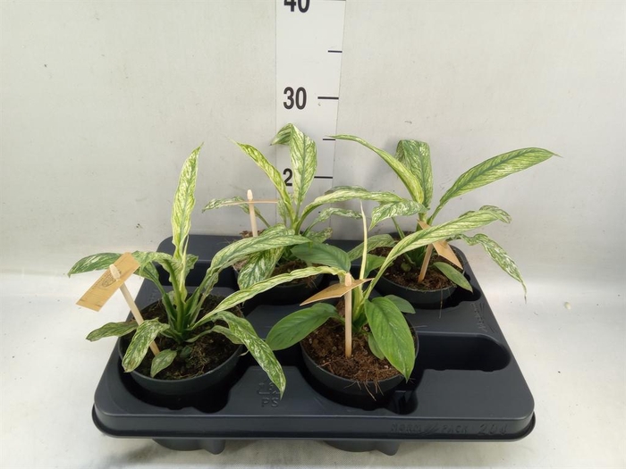 <h4>Spathiphyllum   ...</h4>