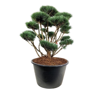 Pinus sylv. 'Watereri'