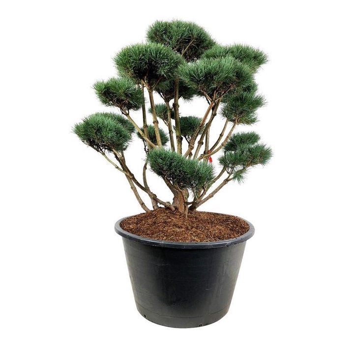 <h4>Pinus sylv. 'Watereri'</h4>