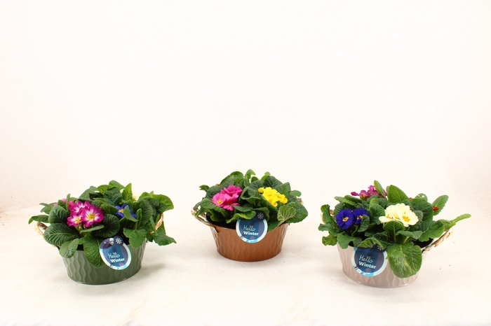 <h4>Primula Acaulis in Zinken Nora Schaal Carnaval (4 planten)</h4>