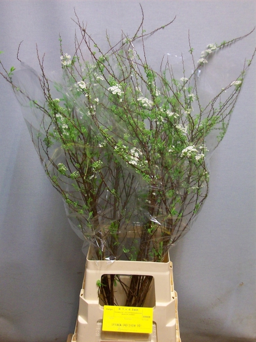 <h4>SPIR C GREFSHEIM</h4>