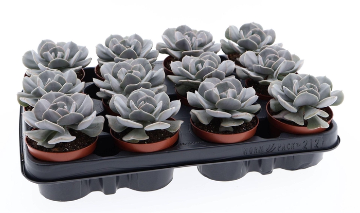 <h4>Echeveria   ...</h4>