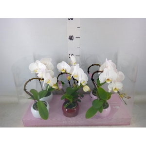 Phalaenopsis   ...white