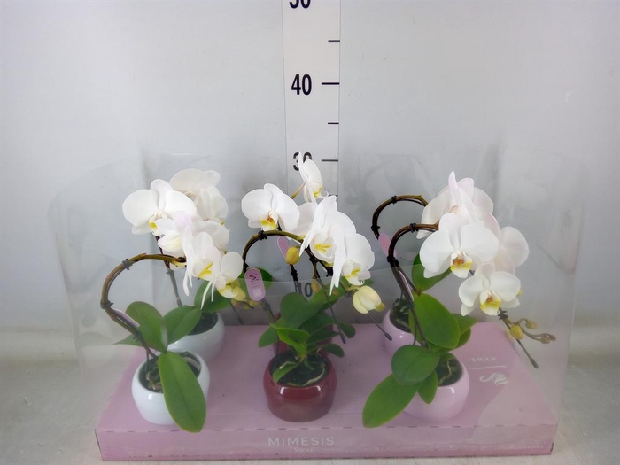 <h4>Phalaenopsis   ...white</h4>