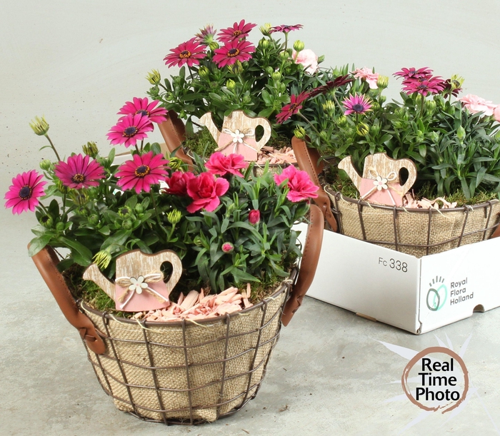 <h4>ARR TUINPLANTEN</h4>