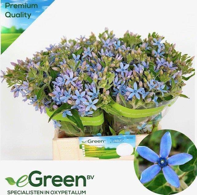<h4>Oxypetalum Heavenborn eGreen</h4>