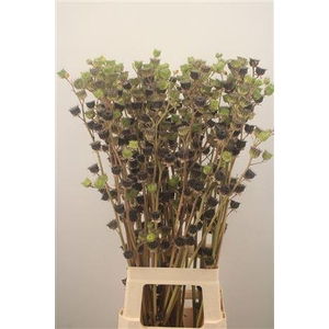 Lavatera Zaaddoos