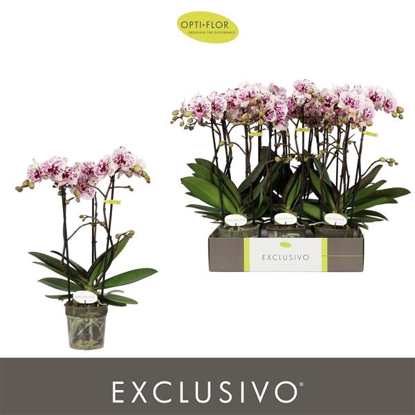 Phalaenopsis Multifloratypes overig