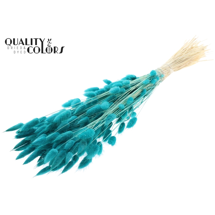<h4>Lagurus Premium per bunch Bleached Turquoise</h4>