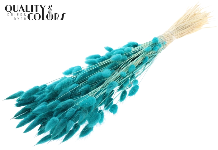 Lagurus Premium per bunch Bleached Turquoise