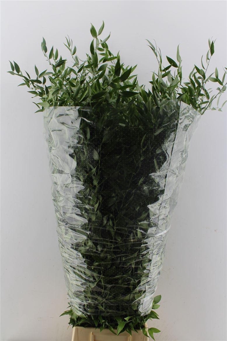 <h4>Ruscus Italy Large 100cm ( 4 Stem )</h4>