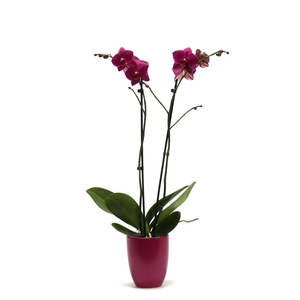 Hugo Cyclame Phal Paars 2T14+